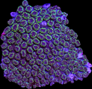 RF Green Goblin Galaxea
