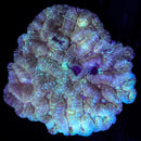 RF OG Ghostface Lobophyllia