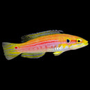 Twospot Hogfish / Yellow Hogfish (Bodianus bimaculatus) — Maldives