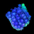 RF Goniopora - WYSIWYG S1