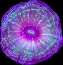 RF Indophyllia