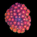 RF Goniopora - WYSIWYG I3