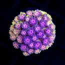RF Goniopora - WYSIWYG W5