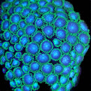 RF Smurfs - 3 Polyps