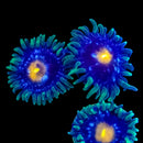 RF Stargazer Eclipse - 3 Polyps