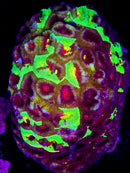 RF Mass Destruction Favia