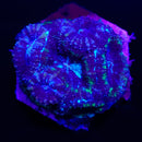 RF Cosmic Current Acan Bowerbanki - 2 Heads