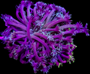 RF Ghost Orchid WYSIWYG