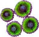 RF Wannabe - 1 Polyp