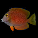 Yellow Kole Eye Tang (Ctenochaetus strigosus)