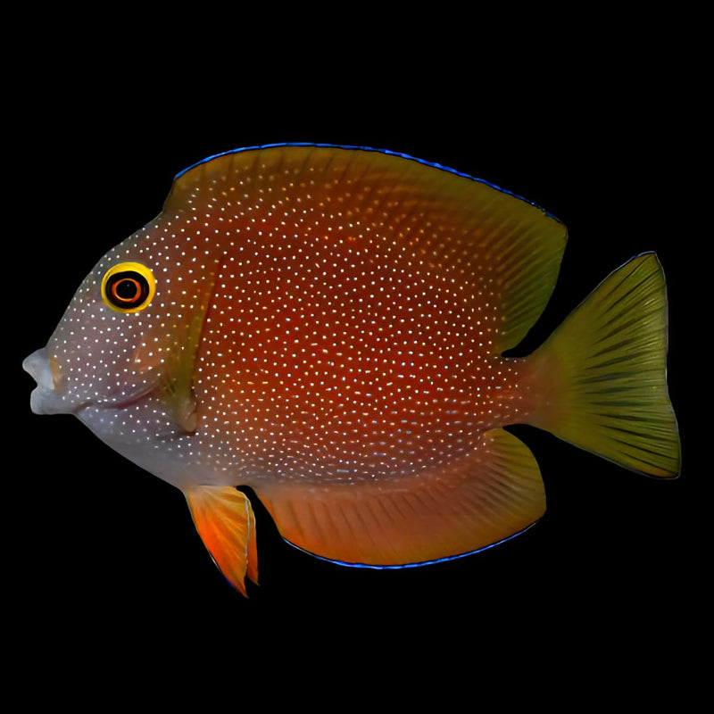 Yellow Kole Eye Tang Ctenochaetus strigosus