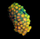 RF Goniopora - WYSIWYG L9