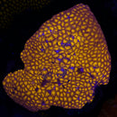 WWC Burning Leptastrea - Frag