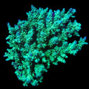 RF Frogskin Acropora - WYSIWYG