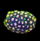 QCC RainbowSprinkels - WYSIWYG C3
