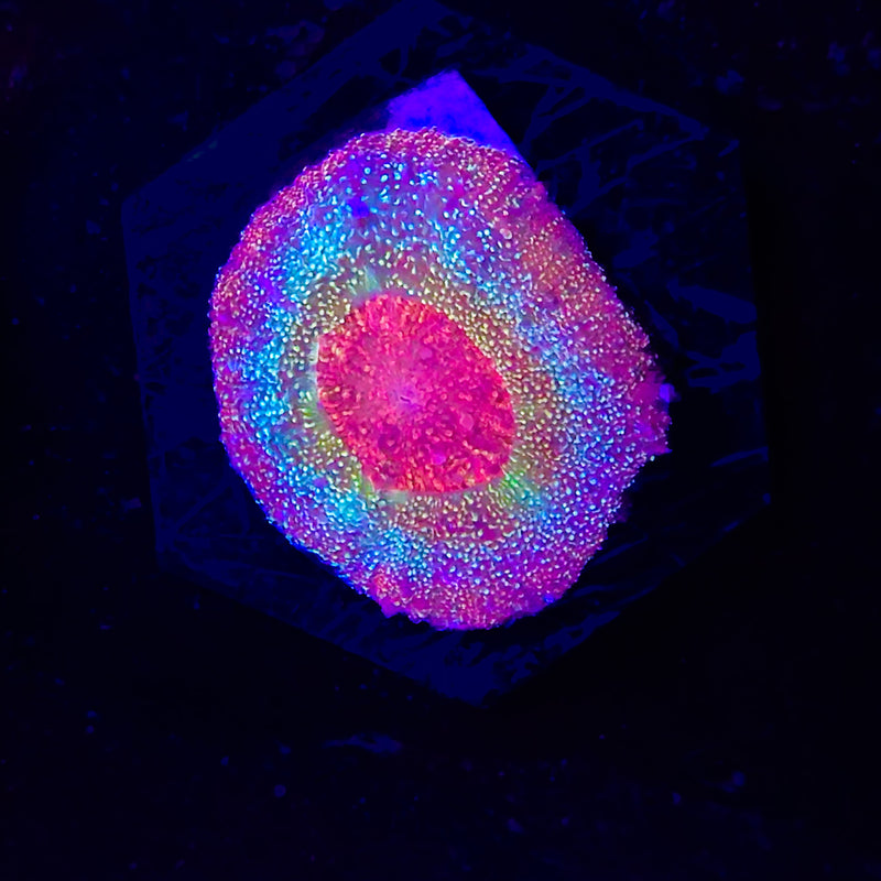 Rainbow UFO Scolymia
