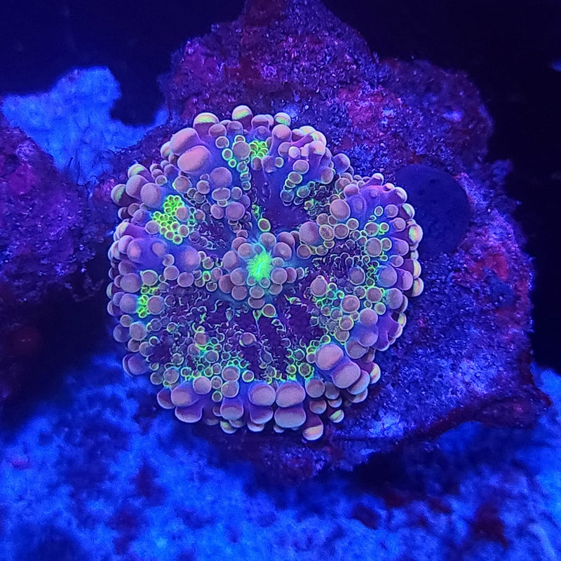 Purple Widow Yuma