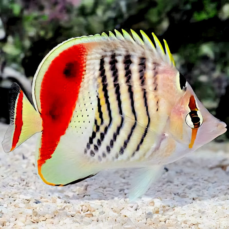 Pearlscale Butterfly Chaetodon xanthurus