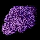 RF Rose Bud Hammer (Euphyllia paraancora) - WYSIWYG