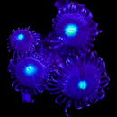 RF Tic Tac - 3 Polyps