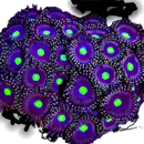 WWC Black Orchids - 3 Polyps