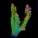 WWC Snow Dragon Acropora