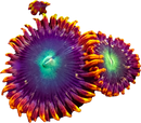 RF Gatorade - 2 Polyps