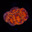 QCC Volcanic Mouth Acan Lord
