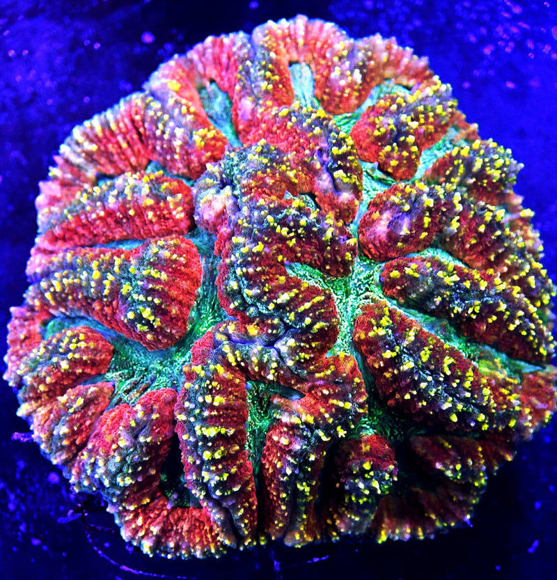 Lobophyllia