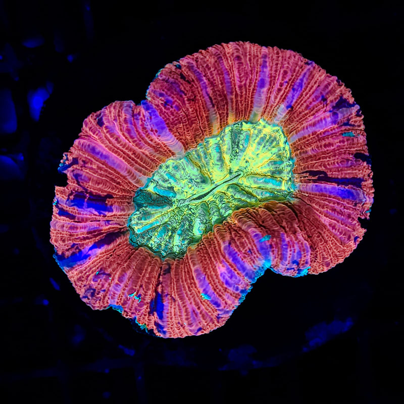 Trachyphillia