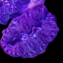 Maxima Giant Clam (Tridacna maxima) - DR Medium