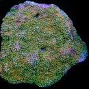 JF Aquaman Montipora - 1" Frag