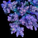 CC Pink Highlighter 3cm Frag