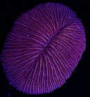 RF Purple Cycloseris Fungia (WYSIWYG)