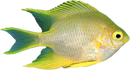 Lemon Damselfish (Pomacentrus moluccensis)