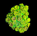 RF Goniopora - WYSIWYG R5