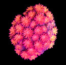 RF Goniopora - WYSIWYG V3