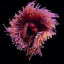 Ball Tip Anemone
Pseudocorynactis sp.