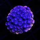 RF Goniopora - WYSIWYG X2