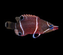 White Banded Possum Wrasse - Wetmorella albofasciata