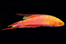 Bell's Flasher Wrasse (Paracheilinus bellae)