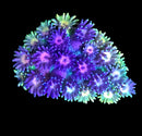 RF Goniopora - WYSIWYG V5