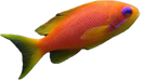Lyretail Anthias (Pseudanthias Squamipinnis)