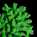 TSA Grinch Sarmentosa 3cm Frag