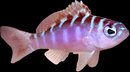Chalk Basslet (Serranus tortugarum)