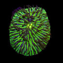 TSA Funky Fungia - (WYSIWYG)
