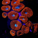 RF Frozen Eyes (Micromussa amakusensis) - 5 Heads