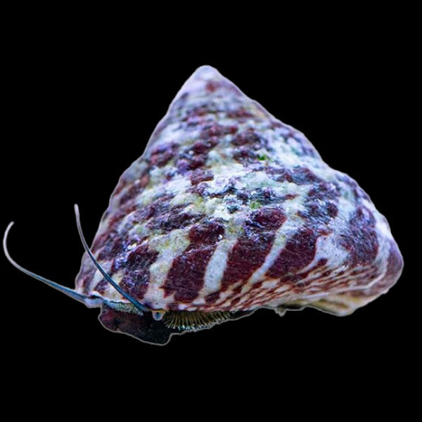 Trochus Snail Trochus sp.