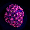 RF Goniopora - WYSIWYG W9