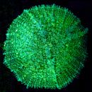 RF Deepsea Jade Pncushion  - WYSIWYG